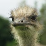 Strauss (Struthio camelus)