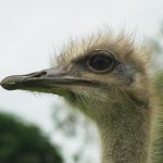 Strauss (Struthio camelus)