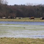 het_zwin_106