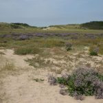 het_zwin_44