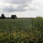 knokke_hazegras_11