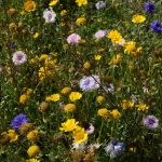 knokke_hazegras_blumenwiese