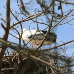 knokke_het_zwin_2017_43