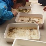Naturkunde im „Het Zwin“