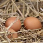 schoondijke_groene_polderwinkel_ostern_59