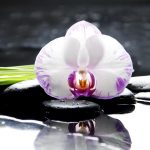 wellness_5