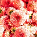 Brüssel Flower Carpet_mastershoot-21