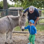 nieuwvliet_camping_international_streichelzoo_2