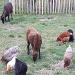 nieuwvliet_camping_international_streichelzoo_4
