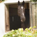 reiten_38