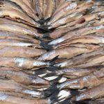 gastro_fisch_mattjes_mk_21