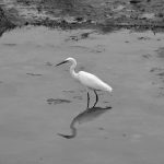 seidenreiher-egret-pixabay_912420_1280