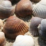strand_muscheln_53