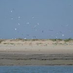 hooge platen vogels uitgesneden