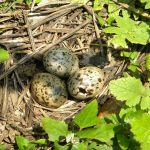 nest_zwergseeschwalbe-pixabay_386737_1280