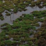 cadzand_zwin_winter_2018_2019_17