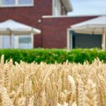 groede_b&b_13