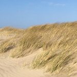 cadzand_dünen_127