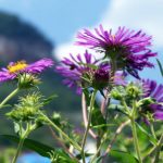 blumen_© Katrina Miller – Fotolia.com – Fotolia_1675467_M