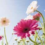 blumen_© ffx520 – Fotolia.com – Fotolia_27689651_L