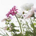 blumen_© ffx520 – Fotolia.com – Fotolia_27692312_L