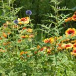 blumen_© gaby_stein – Fotolia.com – Fotolia_25717450_XL