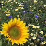 cadzand_camping_essenhoeve_1