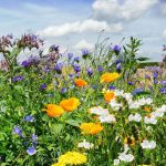 cadzand_camping_essenhoeve_3