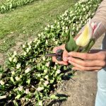 Aardenburg_Pluktuin_2026_38