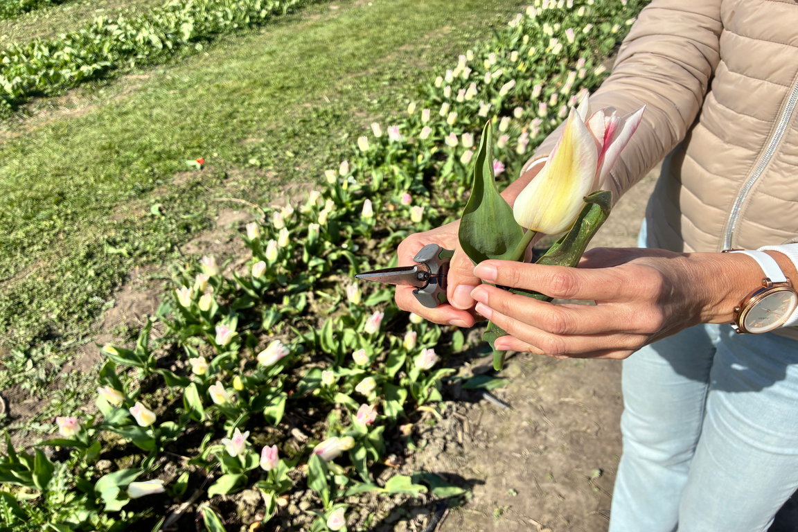 Pluktuin Aardenburg: Selbst Obstpflücken und Blumenschneiden