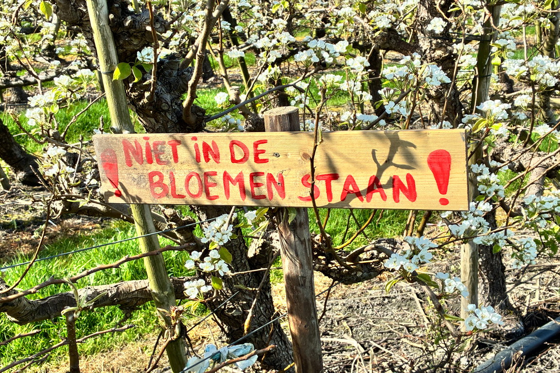 Pluktuin Aardenburg: Selbst Obstpflücken und Blumenschneiden