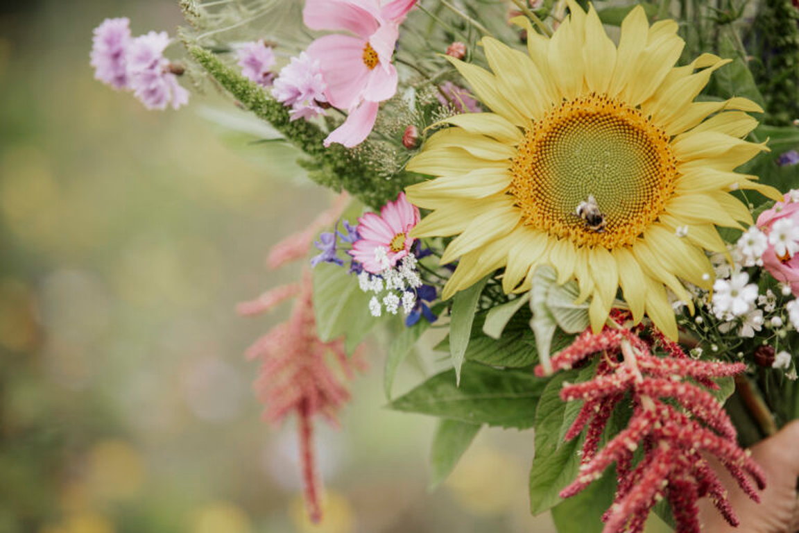 Pluktuin Aardenburg: Selbst Obstpflücken und Blumenschneiden