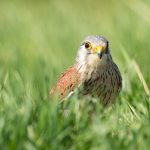 bird-turmfalke_pixabay_4173109_1920
