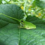 boomkikker_tree-frog-pixabay_1681508_1920