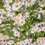 wildkräuter_chamomile-pixabay_4294372_1920