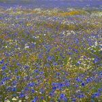 wildkräuter_cornflowers-pixabay_968577_1920