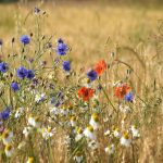 wildkräuter_poppy-pixabay_5292843_1920