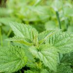wildkräuter_stinging-nettle-pixabay_503939_1920