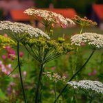 yarrow-pixabay_3571494_1920