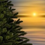 weihnachtsbaum_3_fir-tree-pixabay_3762550_1920