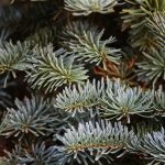 weihnachtsbaum_4_pine-needles-pixabay_3696088_1920