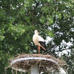 retranchement_cigogne_11