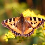 The beautiful butterfly on the yellow flower
