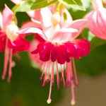 Fuchsien_© stic480 – Fotolia.com_Fotolia_49022190_XL