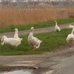 Waterdunen-Bewohner