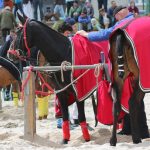 beach_polo_2