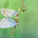 bläuling_butterfly-pixabay_2733210_1280