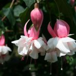 cadzand_fuchsiatuin_3