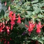 cadzand_fuchsiatuin_4