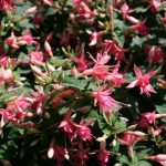 cadzand_fuchsiatuin_7